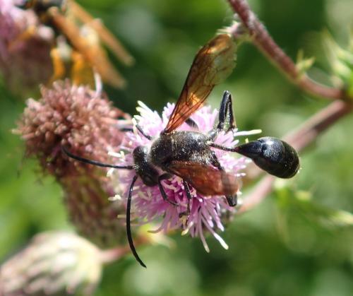 Isodontia mexicana